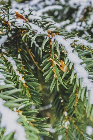 针头, 松树, 冬天, 雪, 绿色, 自然, 树