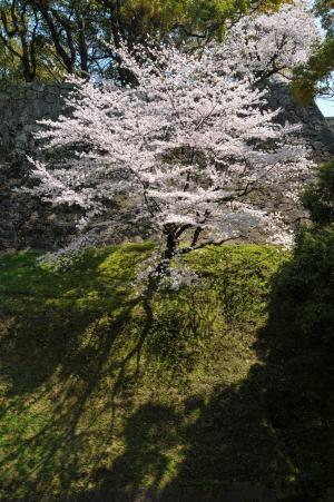 樱桃, 日本花, 花, 粉色, 日本樱花树, 春天在日本, 樱桃树