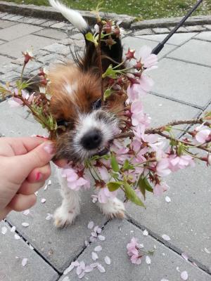 狗, 春天, 花
