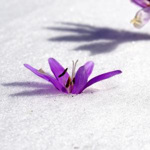 冬之花, 雪, 植物学, 开花, 自然
