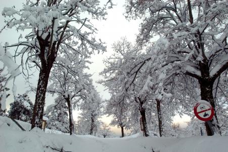 雪, 冰, 冰冷, 白色, 树木, 信号, 冬天