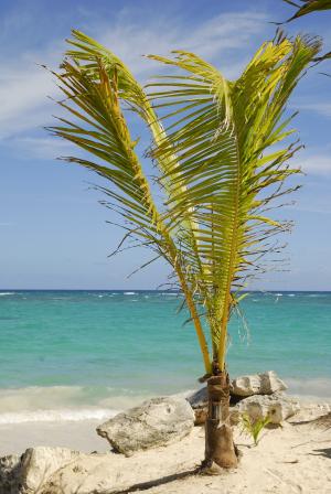 dom rep, 多米尼加共和国, 加勒比海, 假日, 太阳, 梦想中的长假, 棕榈树