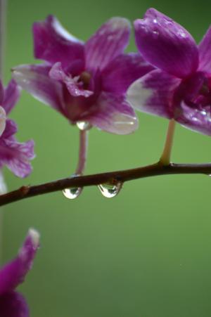 兰花, 雨, 紫色, 滴眼液