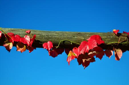 葡萄树, 葡萄酒的合作伙伴, 天空, 蓝蓝的天空, 秋天, 叶, 分公司