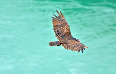 土耳其秃鹫, 兀鹫, 鸟, 野生动物, 尼亚加拉河, 鸟的猎物, 飞行