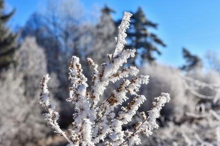 白霜, 冬天, 水晶, 景观, 冬天的心情, 寒冷, 自然