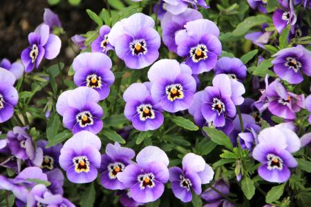 花, 植物, 紫色, 三色堇, 紫罗兰色