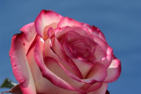 上升, 粉红和白色, 开花, 绽放, 花, 玫瑰绽放, 香玫瑰