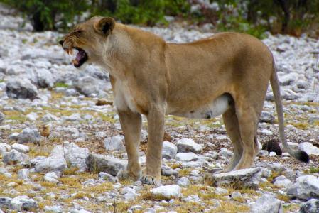 母狮, 埃托沙, 纳米比亚, 捕食者, 野生动物园, 野生动物, 狮子-猫科动物