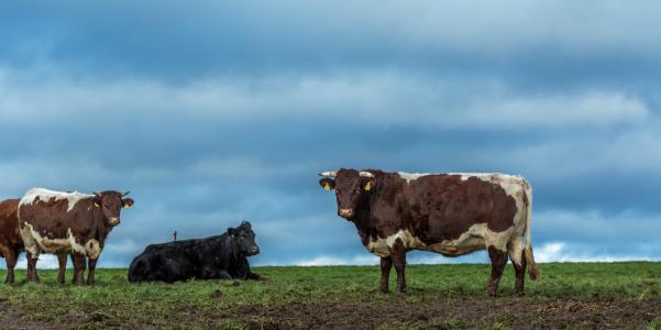 母牛, 农场, 母牛, 动物, 牛, 农业, 牛肉