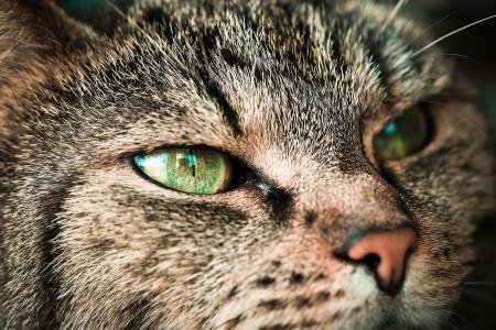 猫, 动物, 宠物, 家猫, 猫的眼睛, 阿迪达斯, 猫的脸