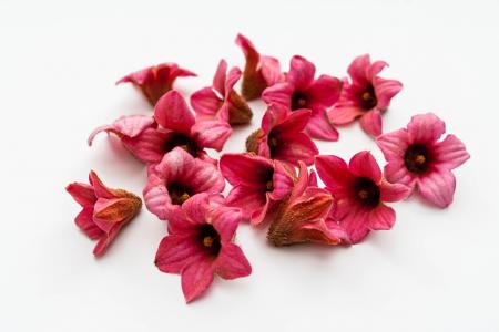 brachychiton bidwillii, 花, 粉色, 植物, 美丽, 花朵