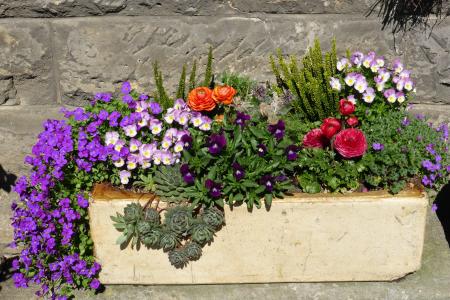 花, 种植, 花盒, 花园, 容器厂, 装饰, 花卉装饰