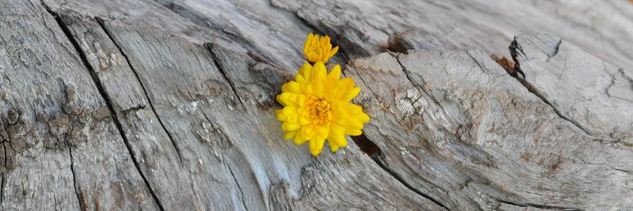菊花, 黄色, 木材