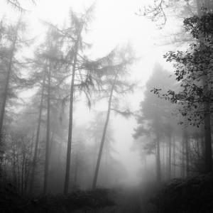 森林, 雾, 自然, 树, 神秘, 雾, 秋天
