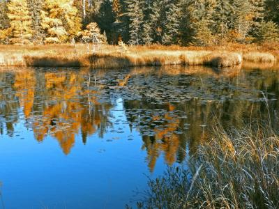 池塘, 几点思考, 秋天, 自然, 水, 明尼苏达州, 荒野
