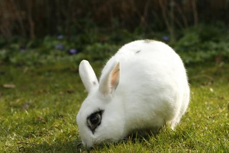 兔子, 小兔子, 宠物, 动物, 切, 议院兔子, 草