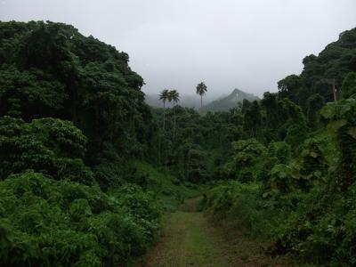 库克群岛, 岛屿, 自然, 雨林, 热带, 棕榈树, 丛林