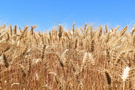 小麦, 麦片, 农业, 收获, 禾谷类作物, 增长, 作物