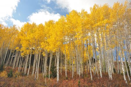 犹他州, 市园, 桦木, 黄色, 自然, 树木, 秋天