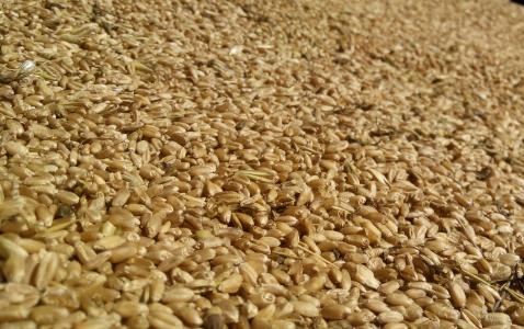 小米, 粮食, 背景, 小麦, 收获, 特写, 种子