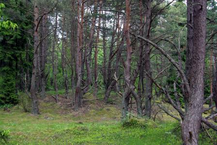 树木, 森林, 环境, 自然, 爱沙尼亚