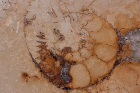 石化, 化石鹦鹉螺, 化石, solnhofen 石灰石板, 石灰石, 侏罗山, 抛光表面