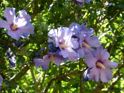 锦葵, 花, holyhook, 植物区系, 紫色, 花瓣
