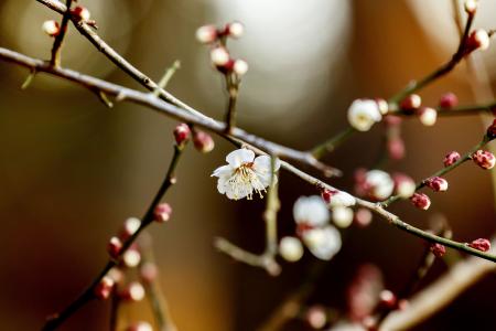 花, 梅花, 自然, 春天, 白色的花, 白梅花, 日本