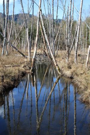 溪流, 反映, 几点思考, 木材, 冬天, 自然, 宁静