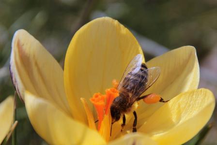 蜜蜂, 花蜜, 飞, 觅食, 春天的预兆, 昆虫, 番红花