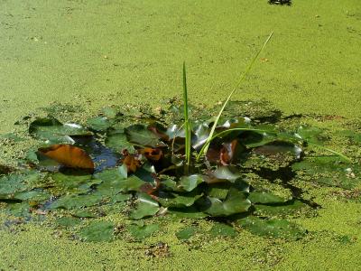 浮萍, 池塘, 绿色, 自然, 水, teichplanze, 叶子