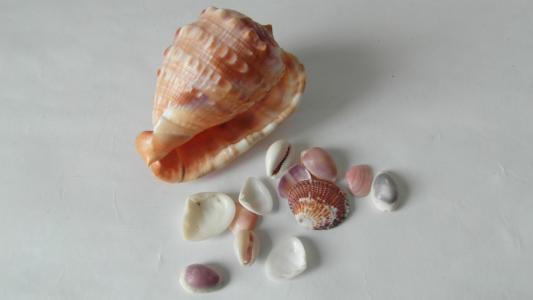 海贝壳, 贝壳, 海上生活, 海螺, 珍珠, 珍珠