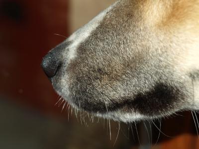 狗的鼻子, 鼻子, 鼻子, 动物, 狗, 关闭, 宠物