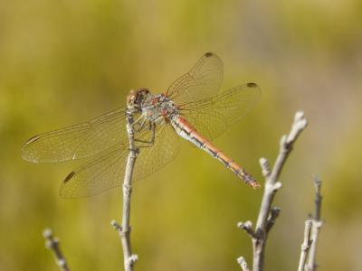 蜻蜓, sympetrum striolatum, 有翅膀的昆虫, 分公司, 湿地, 池塘