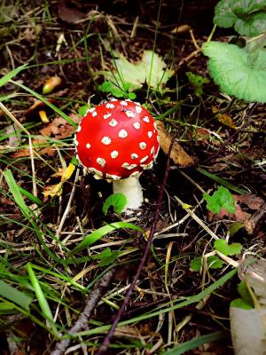 飞金顶, 蘑菇, 森林, 秋天, 红色, weißgepunktet, 有毒