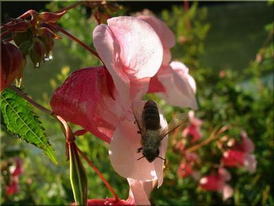 开花, 绽放, 关闭, 蜜蜂, 昆虫, 自然夏天, 红色粉红色