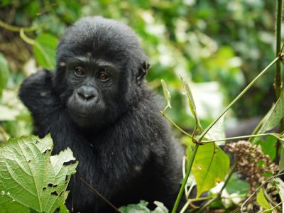 大猩猩, 宝贝, 山地大猩猩, 乌干达, 猴子, 野生动物, 非洲