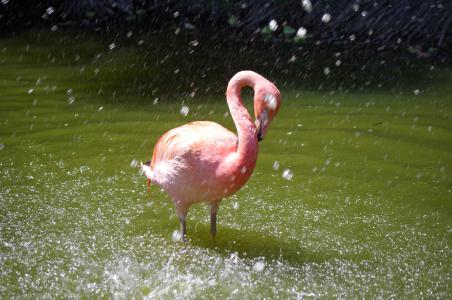 粉红色佛兰芒语, 鸟, 水, 自然, 动物园, 动物