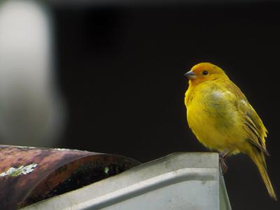 鸟, 黄色雀科, 热带鸟
