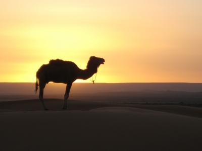 沙漠, 骆驼, 摩洛哥, 沙丘, 沙漠, 日落, 沙特阿拉伯