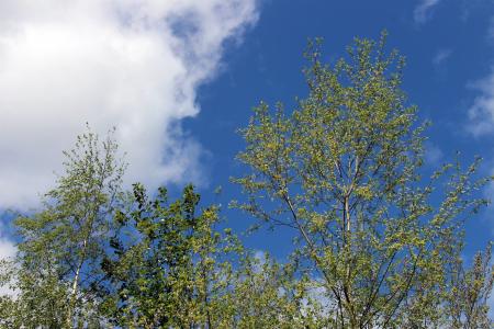 天空, 云彩, 蓝色, 白色, 绿色, 树木, 分支机构