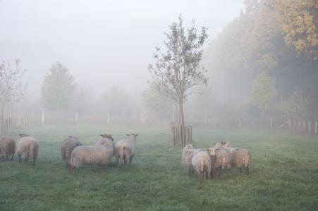 羊, 雾, 动物, 秋天