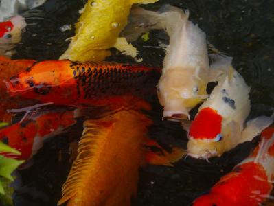 水族馆的鱼, 锦鲤, 锦鲤, 鱼, 育种, 红色, 朱砂