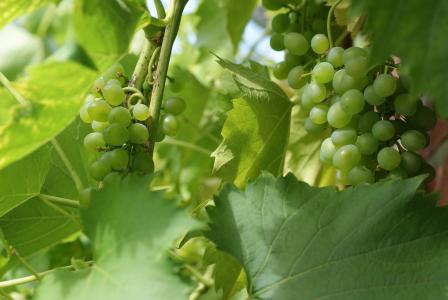 葡萄, 水果, 葡萄树, 葡萄, 绿色的颜色, 叶, 增长