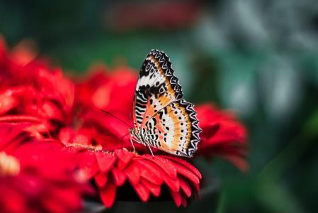 蝴蝶, 昆虫, 颜色, 多彩, 宏观, 特写, 美丽