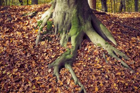 秋天, 自然, 景观, 森林, farbenspiel, 叶子, 秋天的落叶