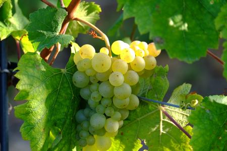 葡萄, 白葡萄, traubenpergel, 葡萄酒, 水果, 葡萄树, 白色