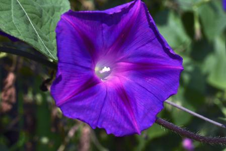 紫色矮牵牛, 词缀, 宏观, 夏季, 花, 自然, 花