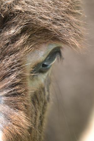 驴, 头发, 眼睛, 动物, 农场, 可爱, 哺乳动物